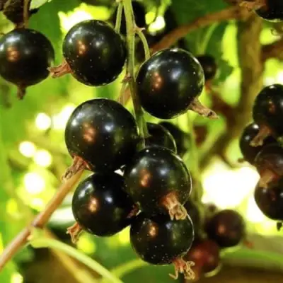 Смородина чёрная НАРА в Мозыре