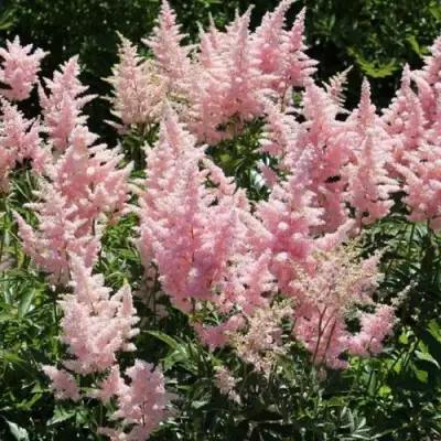 Астильба ГЛИТТЕР ЭНД ГЛАМУР китайская в Мозыре