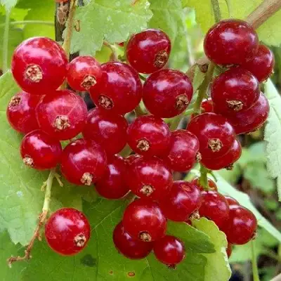 Смородина красная РОНДОМ в Мозыре