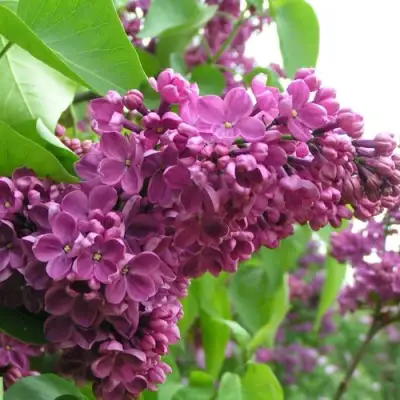 Сирень ДЕНЬ ПОБЕДЫ в Мозыре