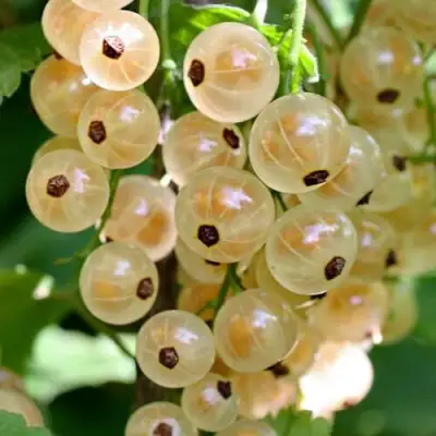 Смородина белая ВИКСНЕ БЕЛАЯ в Мозыре