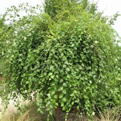 Береза САММЕР КАСКАД черная в Мозыре