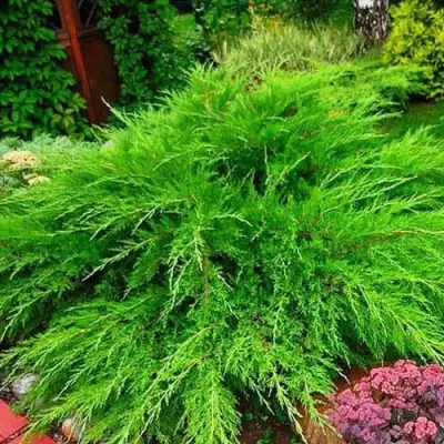 Можжевельник МИНТ ДЖУЛЕП средний в Мозыре