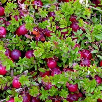 Клюква ПИЛИГРИМ в Мозыре