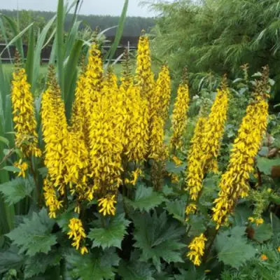 Бузульник ПРЖЕВАЛЬСКОГО в Мозыре