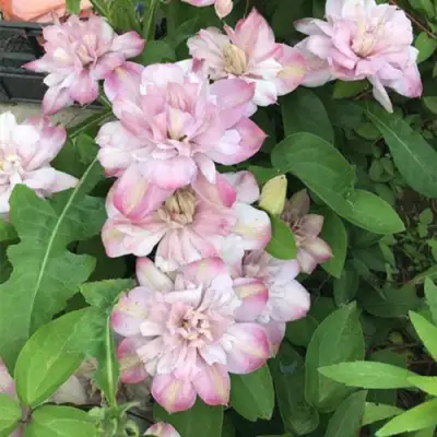 Клематис ИННОСЕНТ БЛАШ в Мозыре