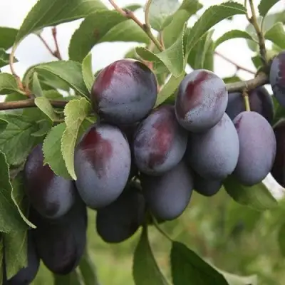 Слива РЕНКЛОД в Мозыре