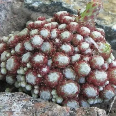 Молодило ГНАФАЛИУМ в Мозыре