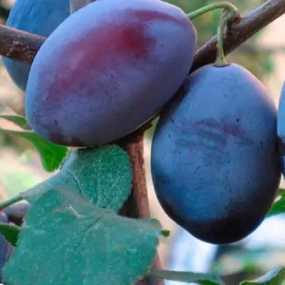 Слива СМОЛИНКА в Мозыре