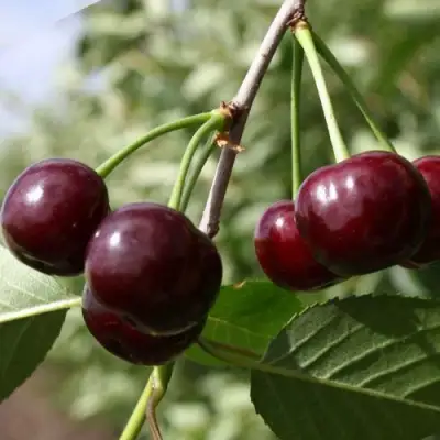 Вишня ЖАДАНА в Мозыре