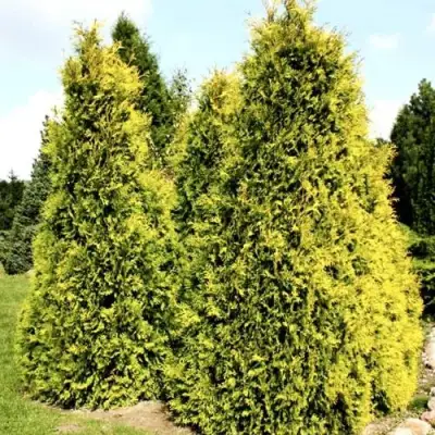 Туя САЛЛАНД западная в Мозыре