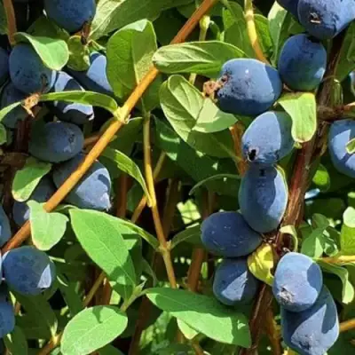 Жимолость съедобная КЛУБНИЧНАЯ СЕНСАЦИЯ в Мозыре