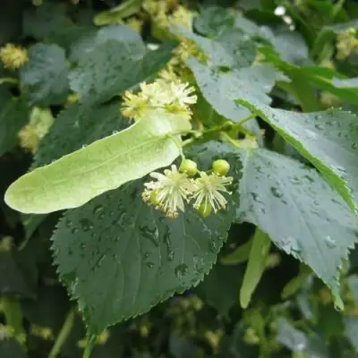 Липа мелколистная в Мозыре