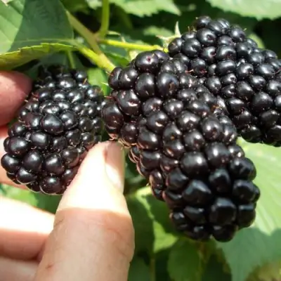 Ежевика НАТЧЕЗ бесшипная  в Мозыре