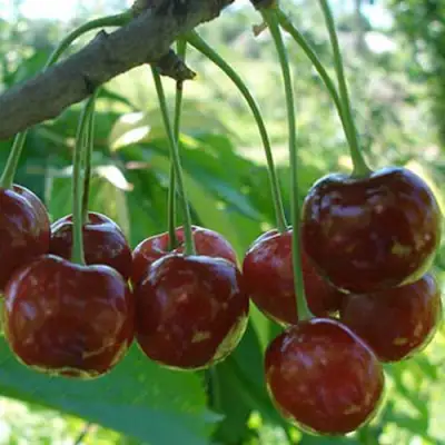 саженцы дюка