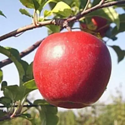 Яблоня ЛИГОЛ в Мозыре