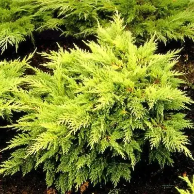 Можжевельник МОРДИГАН ГОЛД средний в Мозыре