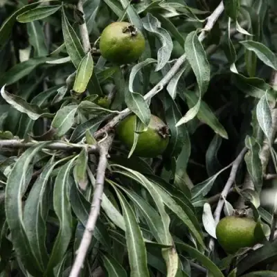 Груша ИВОЛИСТНАЯ в Мозыре