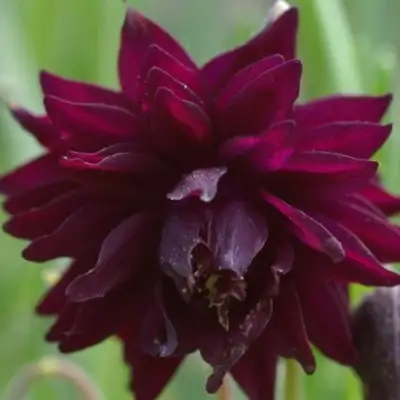 Аквилегия БАРЛОУ БОРДО обыкновенная в Мозыре