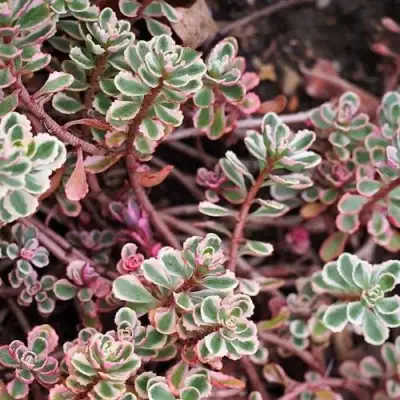 Очиток (седум) ТРИКОЛОР ложный в Мозыре