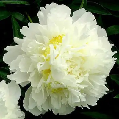 Пион ЗОЛОТОЙ ОРЕОЛ травянистый в Мозыре