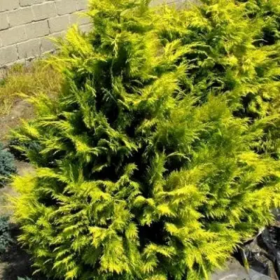 Кипарисовик ГОЛДЕН ВОНДЕР лавсона в Мозыре