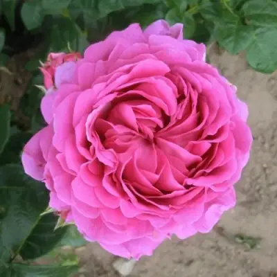 Роза АНУШКА чайно-гибридная в Мозыре