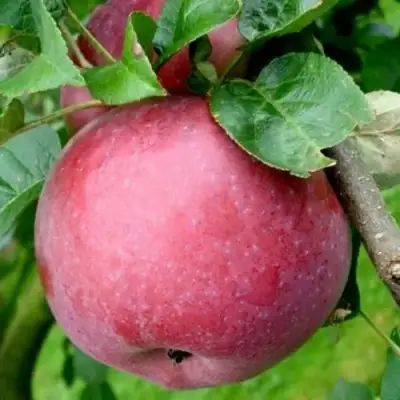 Яблоня ЕСЕНИЯ колонновидная в Мозыре