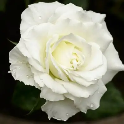 Роза МОНДИАЛЬ чайно-гибридная в Мозыре