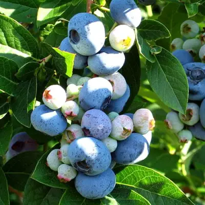 Голубика ВЕЙМУТ в Мозыре