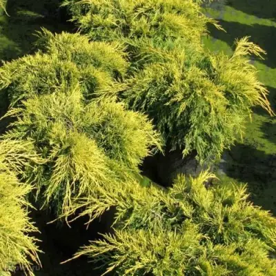 Можжевельник КИНГ ОФ СПРИНГ средний в Мозыре