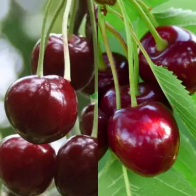 Комплект ВИШНЕВЫЙ ТАНДЕМ в Мозыре