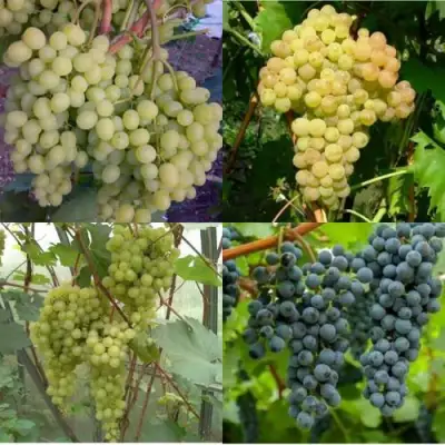 Комплект ВИНОГРАДНАЯ РАДУГА в Мозыре