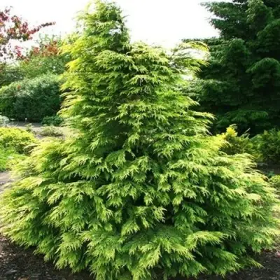 Кипарисовик САНКИСТ лавсона в Мозыре