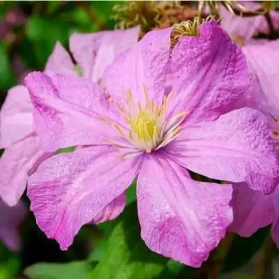 Клематис КОМТЕСС ДЕ БУШО в Мозыре