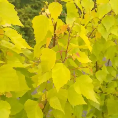Берёза ГОЛДЕН ОБЕЛИСК повислая  в Мозыре
