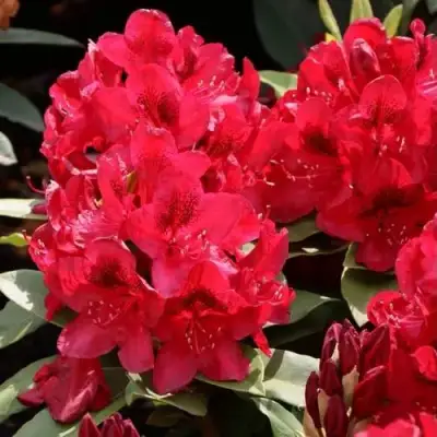 Рододендрон МАТАДОР в Мозыре