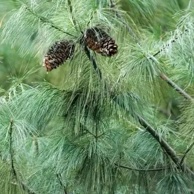 Сосна АРМАНДИ в Мозыре