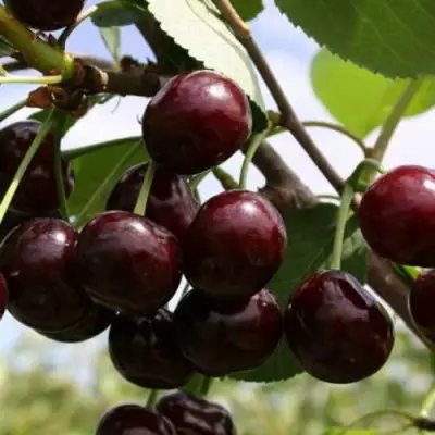 Дюк ИВАНОВНА в Мозыре