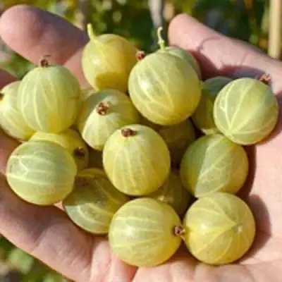 саженцы крыжовника берилл