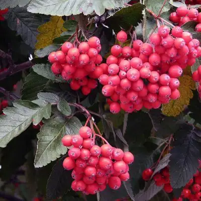 Рябина БОЯРЫШНИКОПЛОДНАЯ сладкоплодная в Мозыре