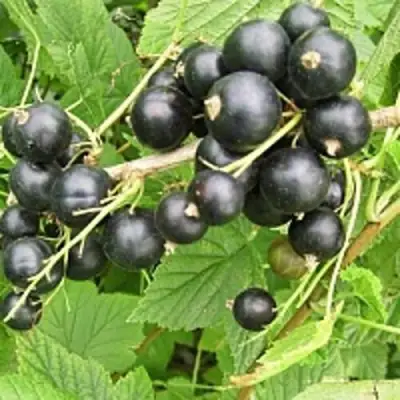 Смородина чёрная ЧЁРНЫЙ АИСТ в Мозыре