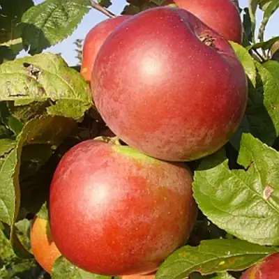 Яблоня АКСАМИТ в Мозыре