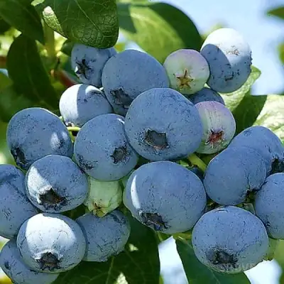 Голубика НУИ в Мозыре