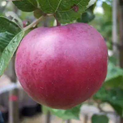 Яблоня НОРИС в Мозыре