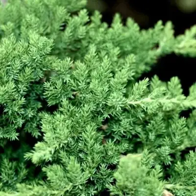 Можжевельник НАНА лежачий в Мозыре