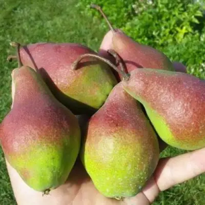 Груша ЯКОВЛЕВСКАЯ в Мозыре