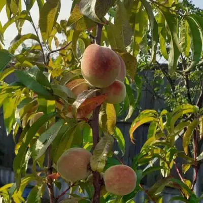 Персик ЕЛГАВСКИЙ в Мозыре