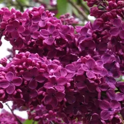 Сирень ЧАРЛЬЗ ДЖОЛИ в Мозыре