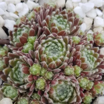 Молодило МОРКЕРС МЕРИТ в Мозыре